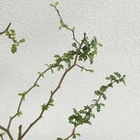 ソフォラ　リトルベイビー,ナチュラルガーデン,ジャンクガーデン,花のある暮らし,緑のある暮らしの画像