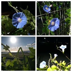 アサガオ,アサガオ,アサガオ,花言葉,今日のお花の画像
