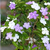 ニオイバンマツリ,良い香り,花のある暮らし,咲いてくれてありがとう❤,おうち園芸の画像