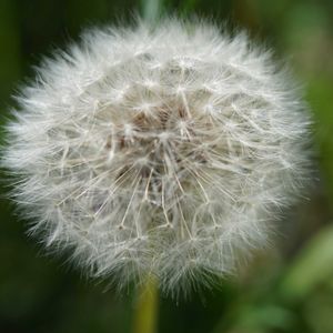 タンポポ,花壇,黄色い花,青空,マクロ撮影の画像