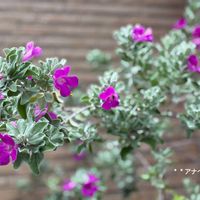 レウコフィルム,花のある暮らし,被災地にエールを…。,バラと夢CLUB,小花会の画像