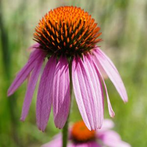 エキナセア,エキナセア パープレア,花壇,ピンクの花,青空の画像