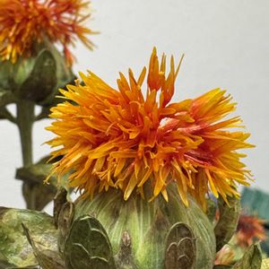 ベニバナ,切り花,リビング・ダイニングの画像