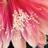 クジャクサボテン,花の中の花,玄関の住人さんの画像