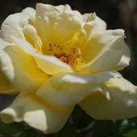 バラ,薔薇,アンドレ グランディエ,バラ、薔薇、ばら,黄色い花の画像