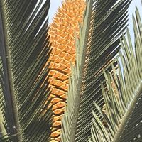 ソテツ,ソテツの雄花の画像