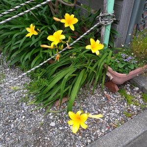 ヘメロカリス,ノカンゾウ,季節の花,お隣の庭,フェンスの画像