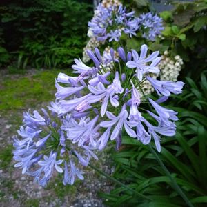 アガパンサス,季節の花,お隣の庭,フェンスの画像