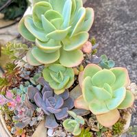 メロン,白鳳,多肉植物,多肉生活の画像