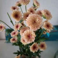 観葉植物,切り花,一輪挿し,可愛い,花瓶の画像