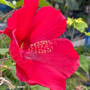 タイタンビカス,タイタンビカス,タイタンビカス,タイタンビカス,畑の画像
