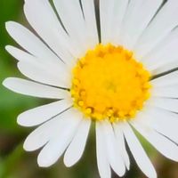 エリゲロン,ペラペラヨメナ,白い花,源平小菊の画像