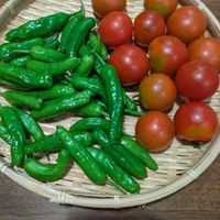 ししとう, 中玉トマト,緑のある暮らし,人にやさしく,家庭菜園の画像