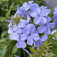 ルリマツリ,ルリマツリ,ルリマツリ,ブルーのお花,地域の花壇の画像