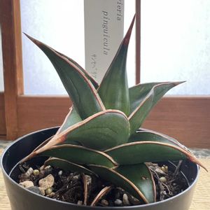 サンセベリア ピングイキュラ,サンセベリア,観葉植物,和室,玄関アプローチの画像