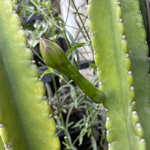 柱サボテン,サボテンの花,ルーフバルコニーの画像