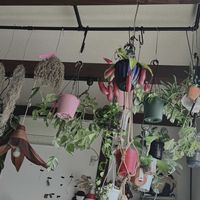 ネペンテス,ネペンテス,ウツボカズラ,ウツボカズラ,ネペンテス ウツボカズラの画像