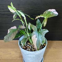 シンゴニウム,シンゴニウム・ピンクスプラッシュ,観葉植物,植え替え,ジャングル化計画の画像