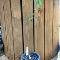 セイバ・アエスクリフォリア,観察,塊根植物,成長記録,コーデックスの画像