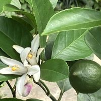 レモン,レモン,サンパラソル,サンパラソル ブルーフォリア,記念樹の画像