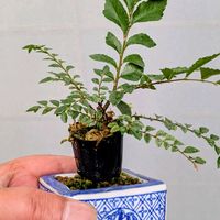 八房金芽ニレケヤキ,盆栽,ミニ盆栽,盆栽苗木,まめ盆栽の画像