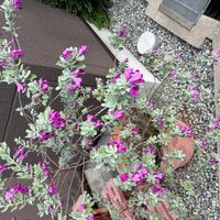 レウコフィルムの画像
