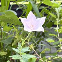 アリッサム,キキョウ,花壇,ガーデニング,小さな庭の画像