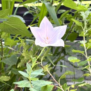 アリッサム,キキョウ,花壇,ガーデニング,小さな庭の画像