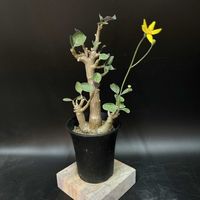 多肉植物,観葉植物,塊根植物,オトンナ属,コーデックスの画像
