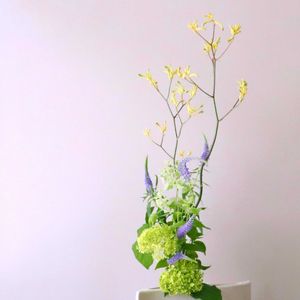 カンガルーポー,生け花,いけばな*の画像