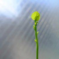 ステファニア・エレクタ,観葉植物,塊根植物,コーデックス,植物のある暮らしの画像