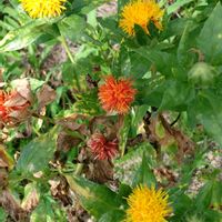 ベニバナ,ベニバナ,紅花,花のある暮らし,我が家の畑の画像
