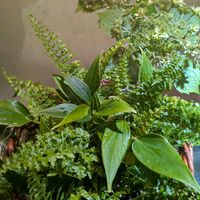 アンスリウム,ネフロレピス,アンスリウム　ジゾー,観葉植物,シダ植物の画像