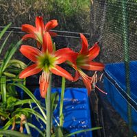 アマリリス,球根,球根植物,花のある暮らし,園芸男子の画像