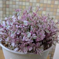フヨウ,カリシア,クリ,観葉植物,散歩の画像
