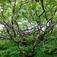 ウラジロナナカマド,ナナカマド,マルバシモツケ,青森,岩木山の画像