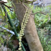 デンドロビウム,デンドロキラム。,野鳥(アオゲラ),黄花セッコク,デンドロキラム　ブレビラブレの画像