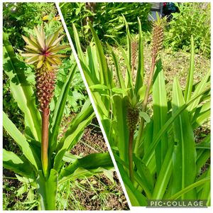 キク,グラジオラス,パイナップルリリー,パイナップルリリー,ルピナスの画像
