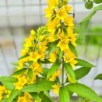 リシマキア,リシマキア・プンクタータ,リシマキア・プンクタータ,夏の花の画像
