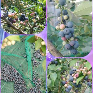 ブルーベリー,家庭菜園,畑の画像
