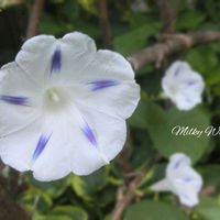 アサガオ,ガーデニング,手作りの庭,夏野菜,今日のお花の画像