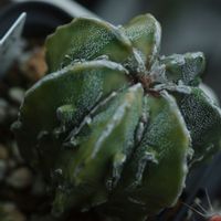 ハオルチア,多肉植物,観葉植物,塊根植物,サボテン科の画像