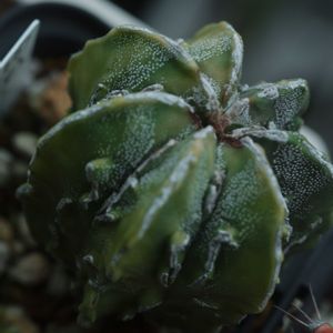 ハオルチア,多肉植物,観葉植物,塊根植物,サボテン科の画像