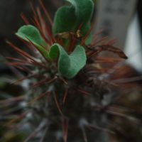 ハオルチア,多肉植物,観葉植物,塊根植物,サボテン科の画像