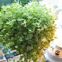 ペペロミア,ペペロミア真亜子,多肉植物,観葉植物,鉢植えの画像