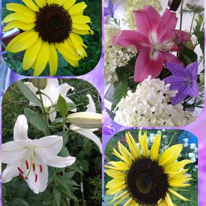 カサブランカ,零れ種の、ヒマワリ,零れ種の、ヒマワリ,今咲いているお花,今咲いているお花の画像