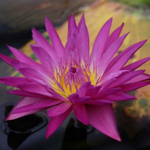 睡蓮,熱帯スイレン,温室,掛川花鳥園,品種判別は難しいの画像