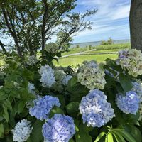 ホオズキ,アベリア,ノウゼンカヅラ,紫陽花 アジサイ あじさい,ウォーキング中の画像