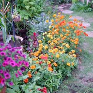 庭の花,種から育てた,種まき中毒,GS映え,種まき大好きの画像