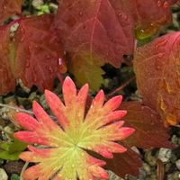 鉢植え,小さな庭の画像